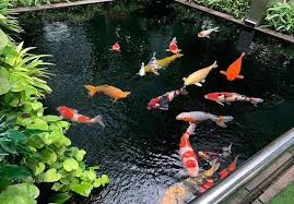 Memelihara Ikan Koi: Tips dan Trik untuk Kolam yang Sehat